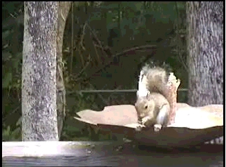 Squirrel Cam Live